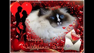 Be My Valentine- Our Valentine To You! by It's A Ragdolls World! 266 views 1 year ago 43 seconds