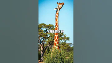 The Hidden World of the Gerenuk