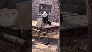 💢萌二被凉席吓得一激灵！#Panda #Animal 【跟着图尔去旅行】