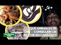 🐍🦎🐸¿Se pueden conseguir animales en Caracas todavía?