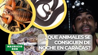 🐍🦎🐸¿Se pueden conseguir animales en Caracas todavía?