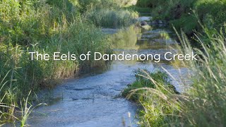 The Eels of Dandenong Creek