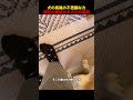 犬の尻尾の不思議な力、彼氏の検証がまさかの展開！#shorts #動物 #ペット