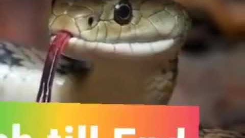 A snake that grows 0.5 cm every second!!!