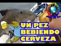 Un pez bebiendo cerveza? ( Lo viral de la semana)