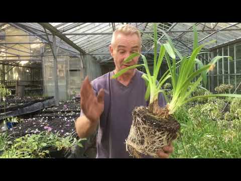 Video: Can I Divide Agapanthus - Tips til at dele og transplantere Agapanthus