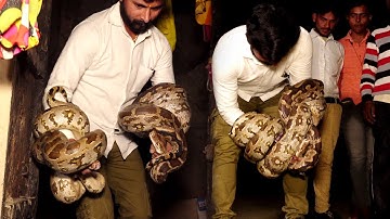 देखिए बहुत ही जबरदस्त तरीके से एक साथ दो अजगर सांप को कैसे रेस्क्यू किया। Its very Difficult Rescue