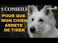 5 conseils pour que mon chien ne tire plus en laisse  enjoyinglife