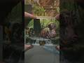 Opening The lost caverns of the Ixalan set booster #mtg #magic #magicthegathering #packopening