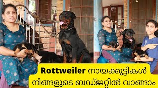 അമ്മയും മകളും വളർത്തുന്ന Rottweilers|Rottweiler Puppy For Sale