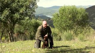 Планета Собак 38 Выпуск - Испанская водяная собака (Испания) / 2014