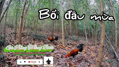 Bẫy gà rừng đầu mùa | Mồi tơ tập sự và cái kết....