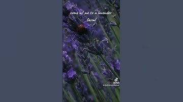 Thumbnail of come with me to a lavender farm!! #tiktok #youtube #fypシ #uk #lavender #pretty