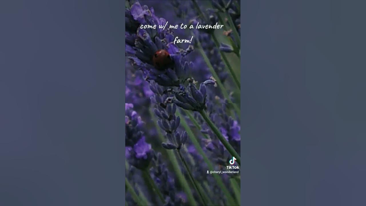 come with me to a lavender farm!! #tiktok #youtube #fypシ #uk #lavender #pretty