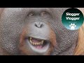 Orangutan Loves His "Bubblegum"