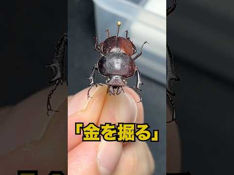 新種のクワガタがヤバすぎる