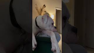 Boxer Dog Reacts to Scary TV shorts boxers boxerdogs funnydogs pets animals puppy