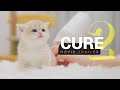 🎬&quot;CURE 2&quot; - Movie Trailer - Record the 365 Days of Baby Cats&#39; Growth