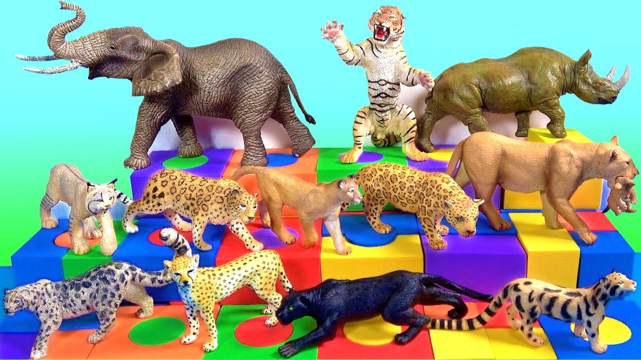 Zoo animals videos