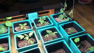 Growace Air Cube Active Oxygen Grow System Hydroponics