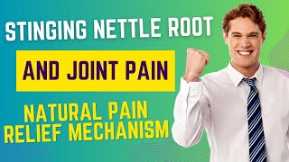 Stinging Nettle Root and Joint Pain: Natural Pain Relief Mechanism