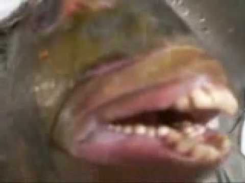 Funny Fish With Human Teeth 