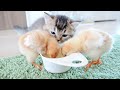 The daily life of kitten Kiki and the tiny chicks