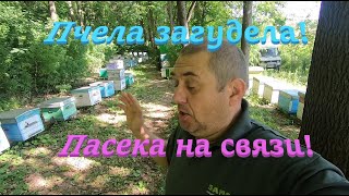 ✅ Пчела загудела! Что цветет?! #ПЧЕЛОВОДСТВО4