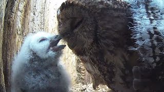 Tawny Owlets Flex Wings | Luna & Bomber | Robert E Fuller