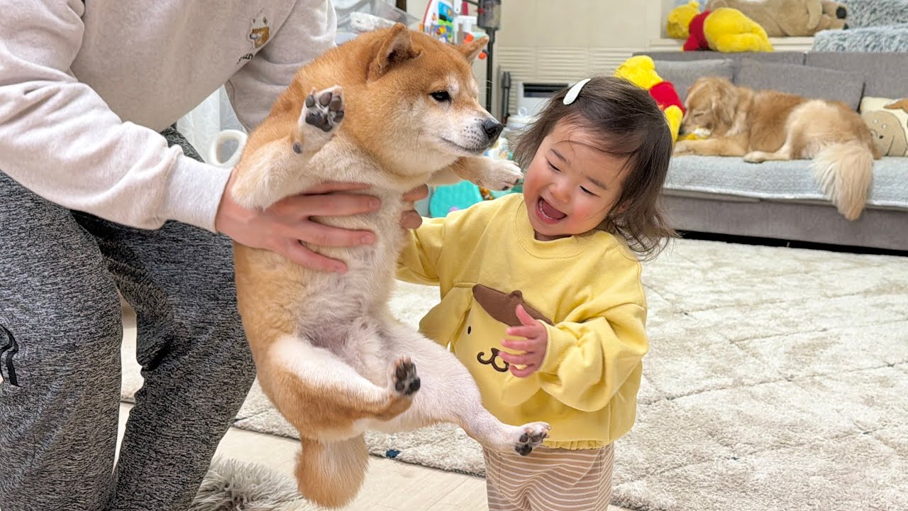 1歳児がパパに高い高いをしてもらっているのを見て羨ましくなってしまった豆柴が可愛すぎました
