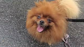 Don't mess with a Pomeranian Dog by Vickynga 12 views 1 year ago 1 minute, 27 seconds