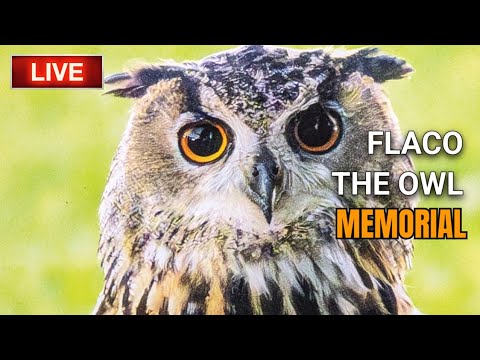 NYC LIVE | Flaco The Owl Memorial Service in Central Park 🦉