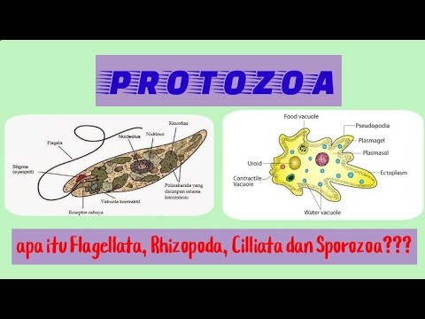 Video: Dalam gerak protozoa adalah dengan?