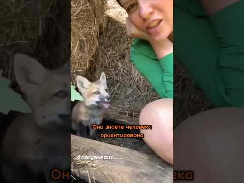 ЛИСА ВАСИЛИСА ТЕРЯЕТ ДОРОГУ ДОМОЙ #животные