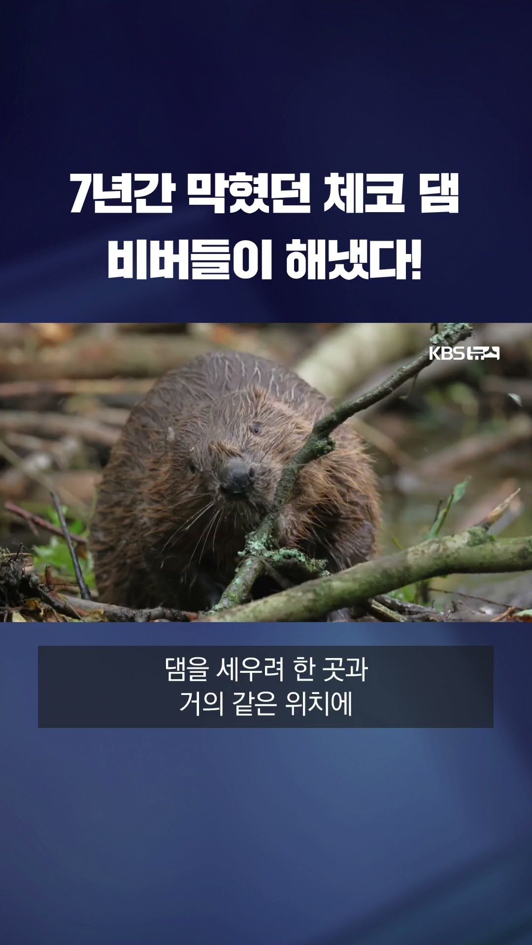 7년간 지지부진 체코 댐 건설, 야생 비버들이 한 번에 해결! #shorts / KBS