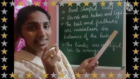 Class 4 EVS. Chapter 4. Wonder World of Birds. part 1