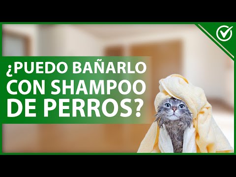 Video: ¿Está bien lavar a un gato con champú para perros?