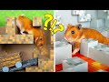 Mê Cung Chướng Ngại Vật Minecraft Cho Hamster