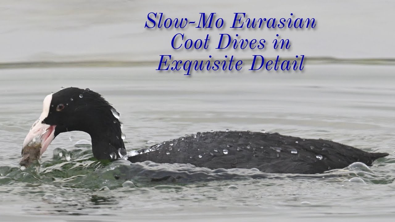 Fluid Motion: Slow-Mo Eurasian Coot Dives in Exquisite Detail 