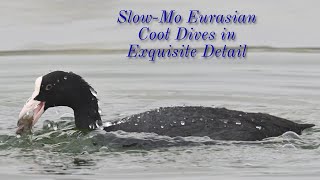 Fluid Motion: Slow-Mo Eurasian Coot Dives in Exquisite Detail #birds #viral #wildlife #birdlovers screenshot 3