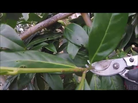 Pleached cherry laurel pruning, trimming.