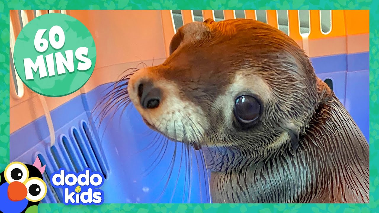 ⁣60 Minutes Of Animals And The People Who Love Them | Dodo Kids | Animal Videos For Kids