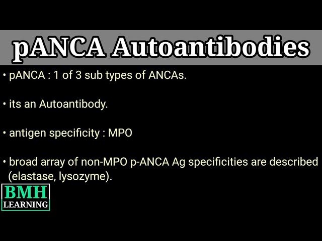 pANCA Antibody | Anti Neutrophilic Cytoplasmic Antibody | class=