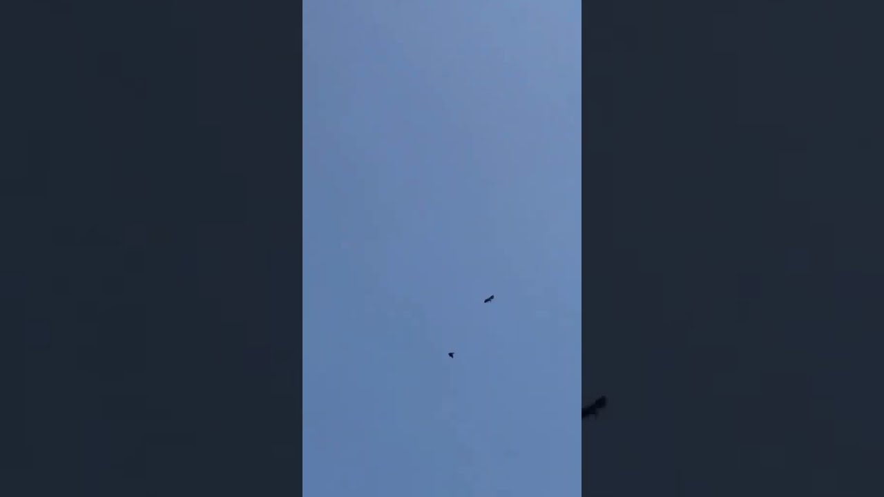 Air Strike   animals  trending  wildlife  viral  apexpredator  falcon  shorts  youtubeshorts