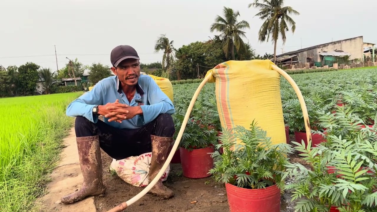 Hướng dẫn kỹ thuật trồng hoa Vạn Thọ - Trả lời câu hỏi mọi người về hoa Vạn Thọ Phần 4
