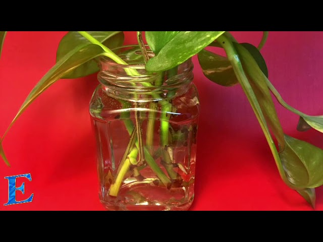 Time-Lapse Series: Rooting Pothos- Devil's Ivy
