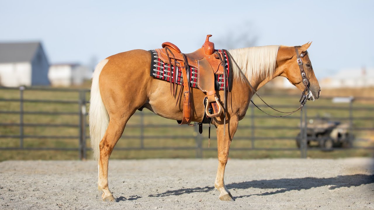 Flittin Flyin Gone AKA "Nugget"