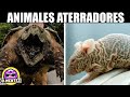 TOP 10: Los Animales Más Aterradores Del Mundo