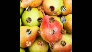 Buta Tobacconun Çeşidləri