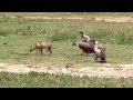 chacal vs vautours